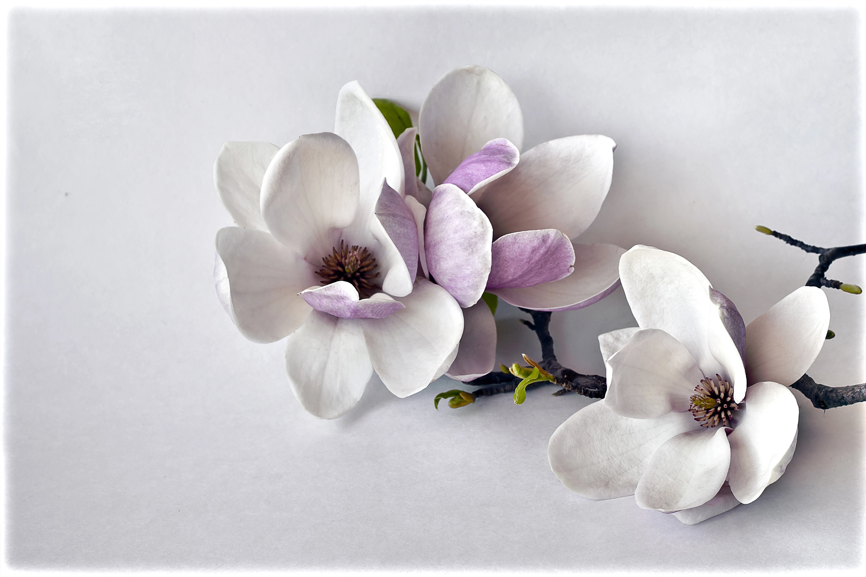 Fototapeta Anielska Orchidea 3D 6