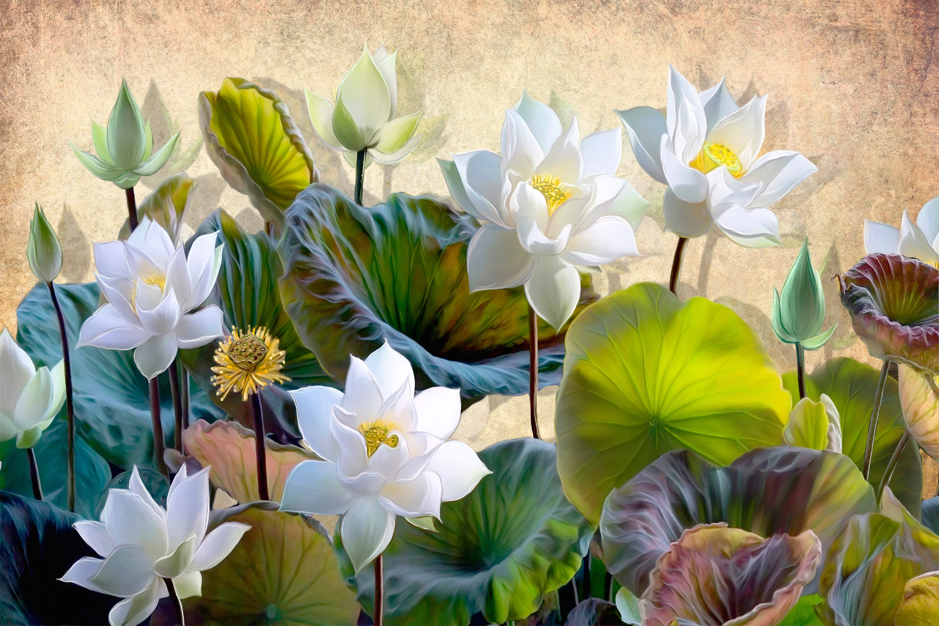 Fototapeta Magnolie Białe  6