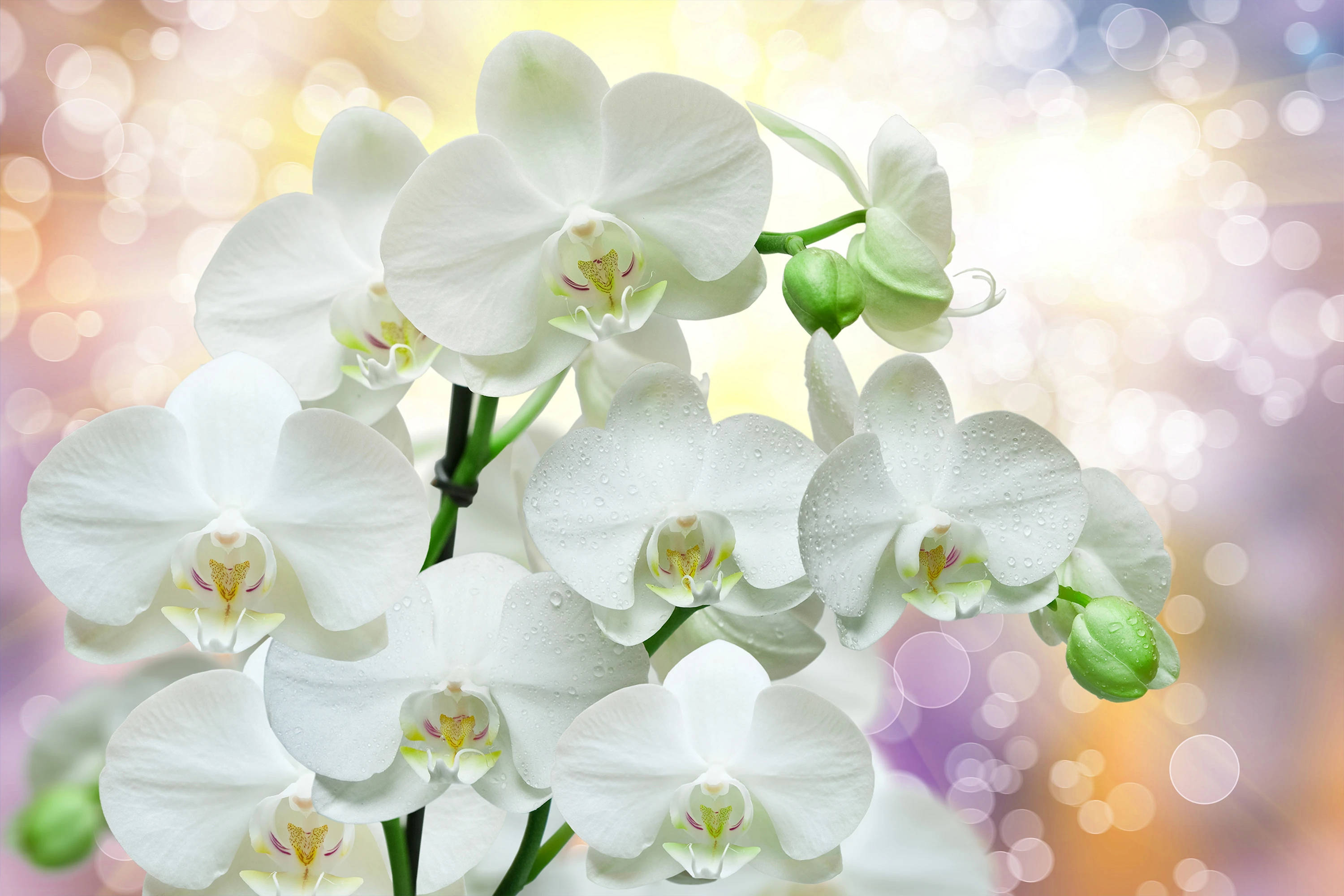 Fototapeta Piękna Gałąź Orchidei 7